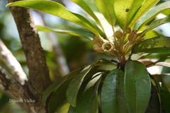 Manilkara zapota